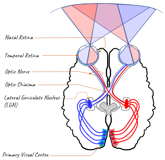 function of lateral geniculate nucleus